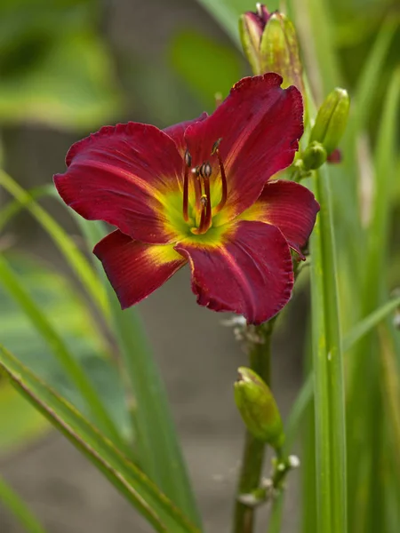 Zbliżenie hybrydy Hemerocallis 'So Excited', Daylily na granicy kwiatów — Zdjęcie stockowe