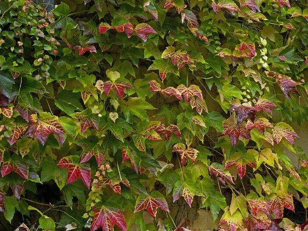 Cores de outono do Parthenocissus tricuspidata escalando em uma parede de jardim — Fotografia de Stock