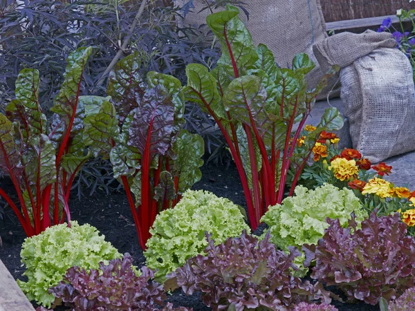 カード、レタス、マリーゴールドと装飾的な野菜のディスプレイ。 — ストック写真