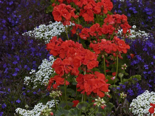 Kolorowe geranii w kombinacji roślinnej i kolorowej — Zdjęcie stockowe