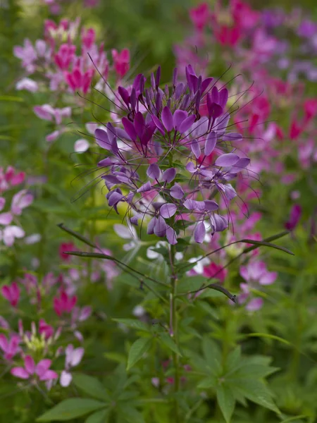 Närbild av en färgglad Cleome hassleriana i en blomma gräns — Stockfoto