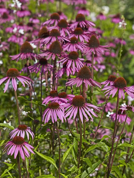 Fechar de Echinacea purpurea na borda de flor de um jardim rural — Fotografia de Stock