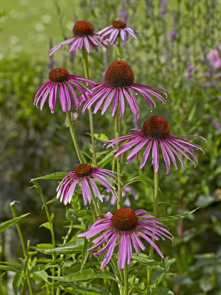 Fechar de Echinacea purpurea na borda de flor de um jardim rural — Fotografia de Stock