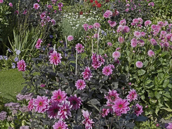 A colourful flower border of Dahlias including Dahlia 'Fascination' in a summer garden — Stock Photo, Image