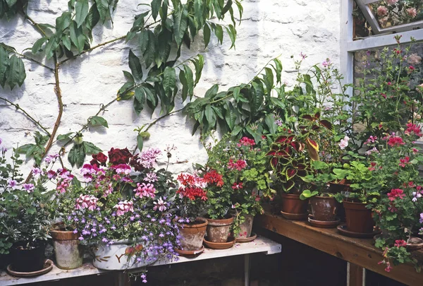 Corner of Greenhouse potting shed with container flowers, plants and peaches — Stock Photo, Image