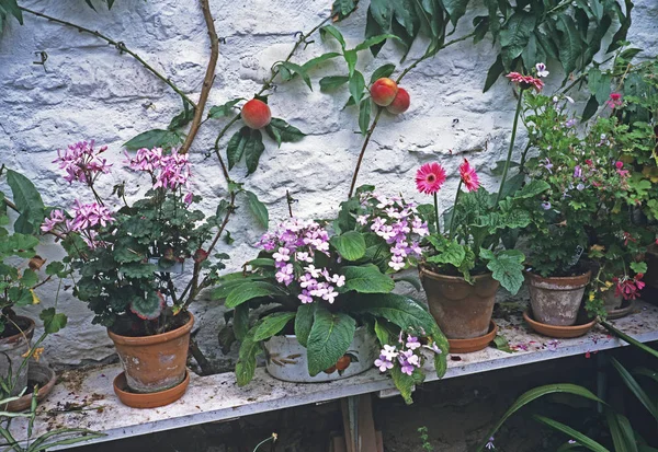 Rincón del cobertizo de invernadero con plantas de contenedores y melocotones — Foto de Stock