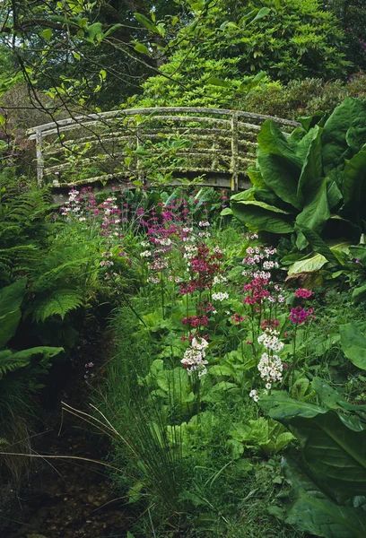 Bog Garden with colourful Primulas in a stream and a lichen coverd bridge — Stock Photo, Image