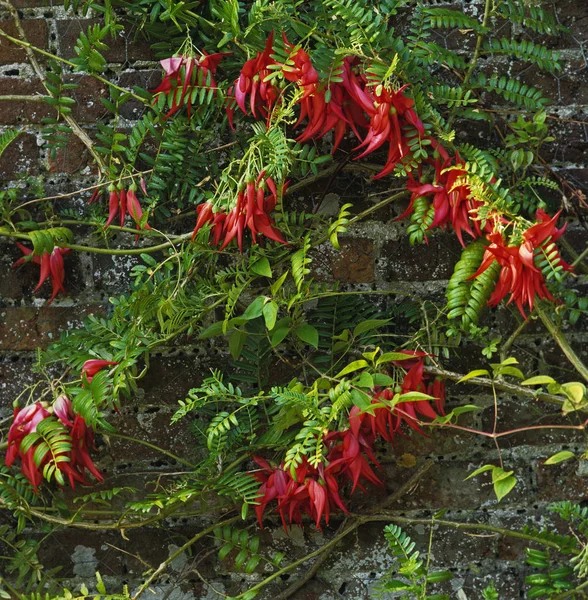 Close up van Clianthus puniceus, Kreeft Klauw klimmen en bloeien in een ommuurde tuin — Stockfoto
