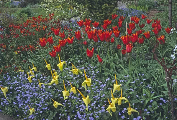 Feche de uma borda de flor colorida com Tulipas, Zantedeschia e Myosotis em um jardim de casa de campo — Fotografia de Stock