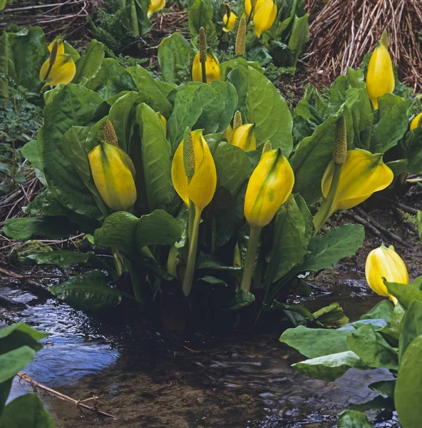 Close-up de Lysichiton americanus, Skunk Repolho em um córrego — Fotografia de Stock