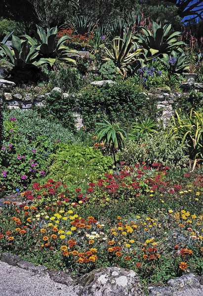 Exótica exhibición de plantación en Abbey Gardens Tresco — Foto de Stock