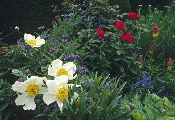 Colourful border with Kniphofia, Paeonia and roses of a terrace flower border of a country house garden — Stock Photo, Image