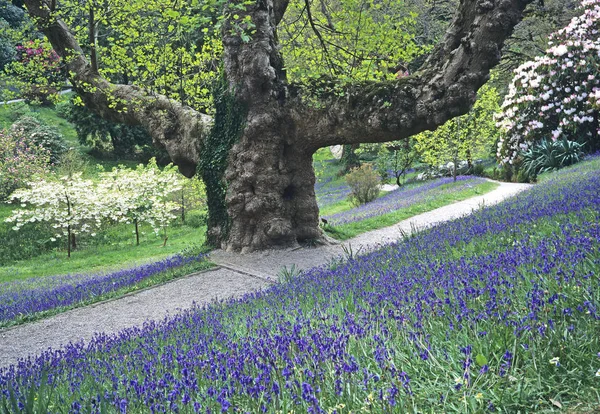 Giant Tulip Tree with bluebells and spring blosom in a Cornish garden