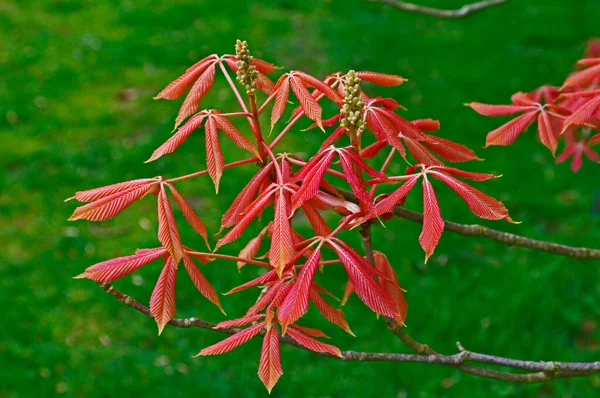 Wiosenny Widok Nowych Liści Aesculus Neglecta Erythroblastos Kew Gardens — Zdjęcie stockowe