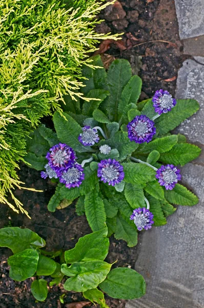 Close Flowering Primula Capitata Subsq Mooreana Flower Border — Stock Photo, Image