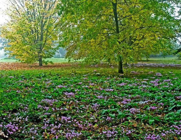 森の庭と樹木園の秋のシクラメンの絨毯 — ストック写真