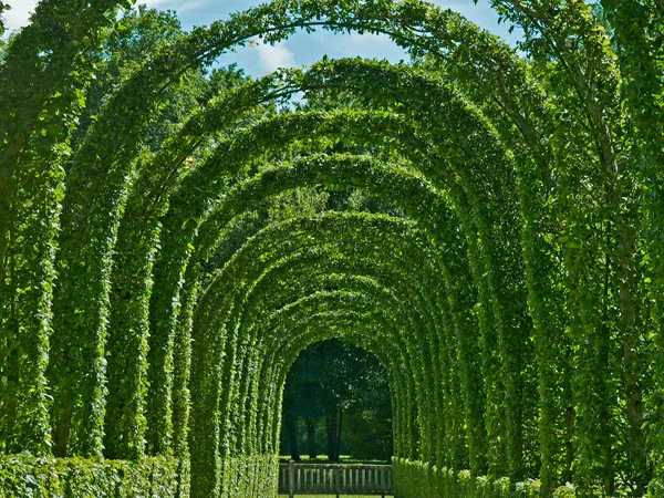 查默勒斯文艺复兴花园令人印象深刻的剪断的角梁景观 — 图库照片