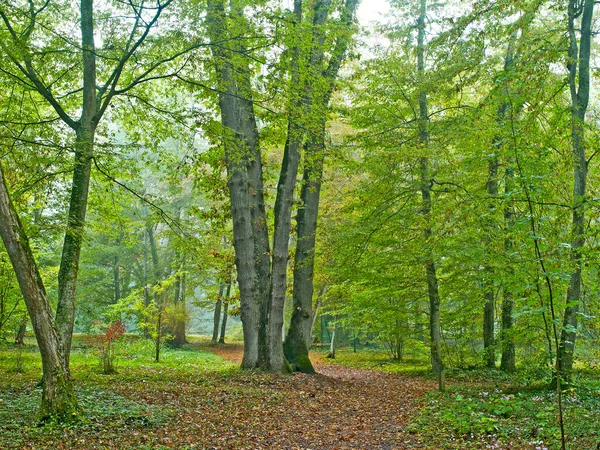 Una Tranquilla Tranquilla Passeggiata Nel Bosco Attraverso Arbotetum — Foto Stock