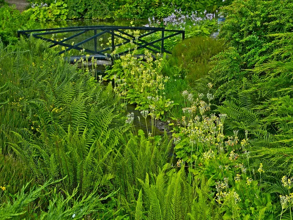 Ponte Sobre Riacho Jardim Floresta Francesa Arboreto — Fotografia de Stock