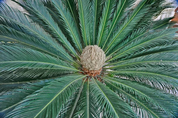 Primer Plano Los Encefalartos Cícadas Lento Crecimiento Jardín Mediterráneo — Foto de Stock