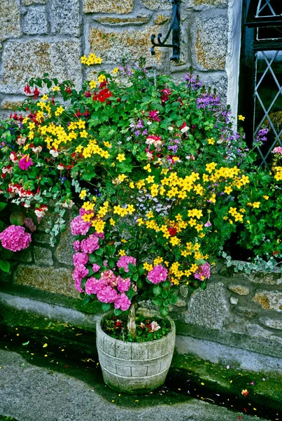 Colourful Display Flowering Containers Wall Baskets Cottage Garden — Stock Photo, Image