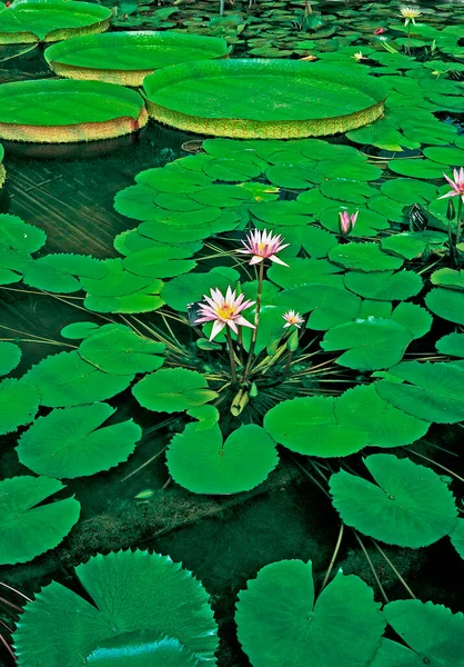 Uma Grande Waterlily House Com Gigantes Floridos Waterlilies — Fotografia de Stock