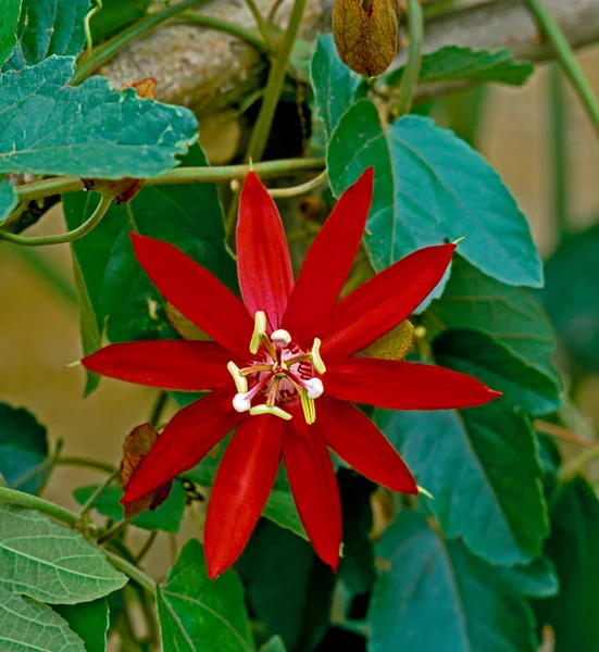 Close Van Een Klimmende Rode Passiflora Coccinea — Stockfoto