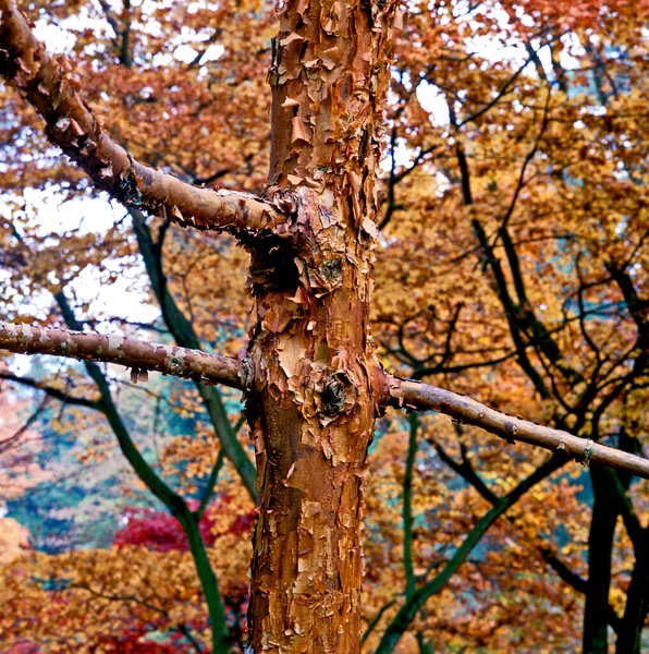 Primer Plano Del Acer Griseum Paper Bark Maple Jardín Forestal —  Fotos de Stock