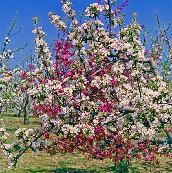Κοντινό Πλάνο Της Πολύχρωμης Άνοιξης Blossom Ένα Δασικό Περιβόλι — Φωτογραφία Αρχείου