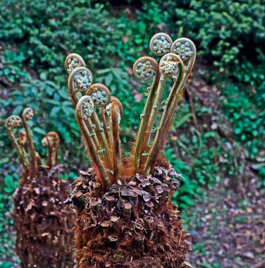 Tree fern fiddleheads emerging from Dicksonia antarctica clipart