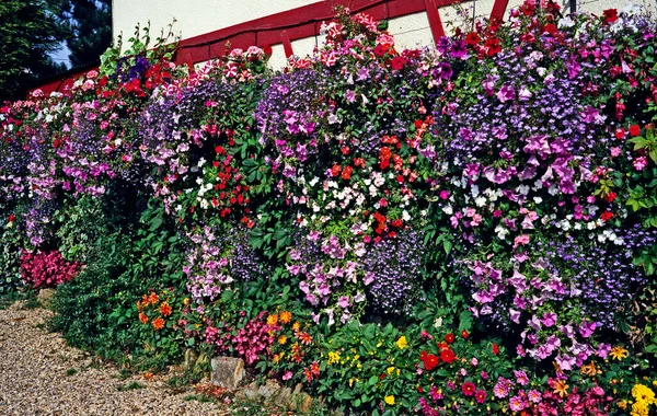 Una Pared Ipresiva Flores Coloridas Incluyendo Petunias Lobelia Begonia Dahlias — Foto de Stock
