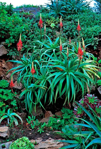 Floração Aloe Arborescens Crescendo Uma Fronteira Jardim Tropical Com Cacto — Fotografia de Stock