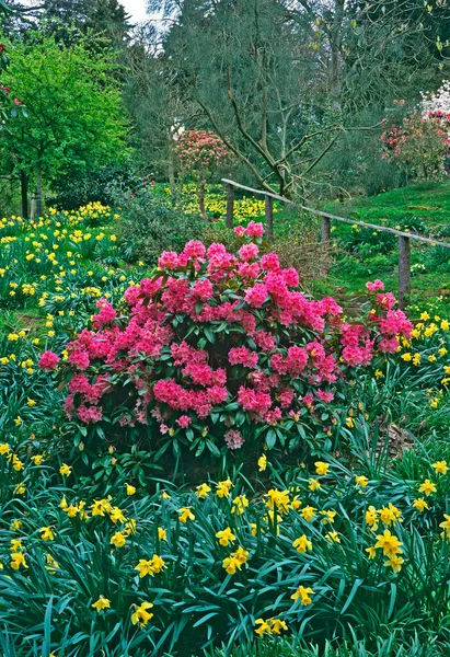 Colorido Jardín Primavera Con Azalias Narcisos — Foto de Stock