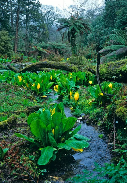 Ένας Κήπος Της Ζούγκλας Φτέρες Δέντρων Και Ανθισμένα Λάχανα Κουναβιών — Φωτογραφία Αρχείου