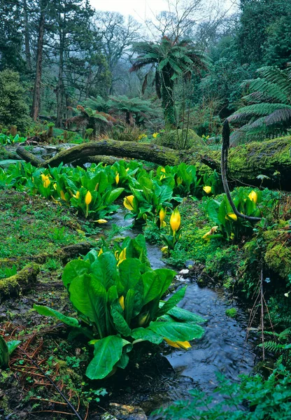 Jardín Del Pantano Selva Con Helechos Árbol Col Zorrillo Floreciente — Foto de Stock