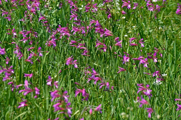 Gladiolus Illyricus Crescendo Selvagem Campo Chipre — Fotografia de Stock