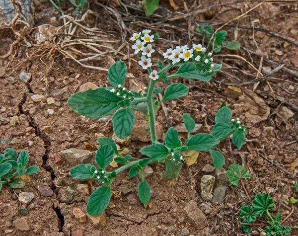 Close Floração Heliotropium Hirsutissimum — Fotografia de Stock