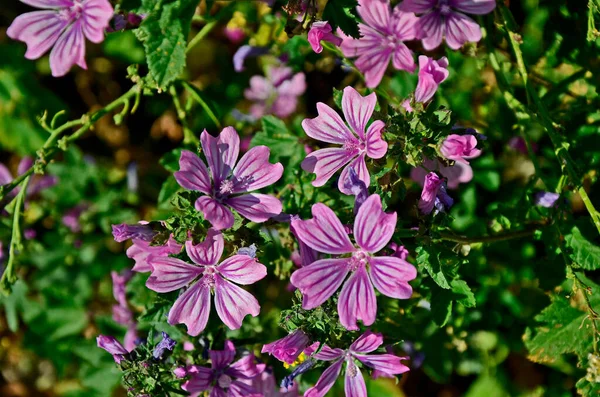 Close Floração Lavatera Cretica Pequeno Malva Árvore Crescendo Selvagem — Fotografia de Stock