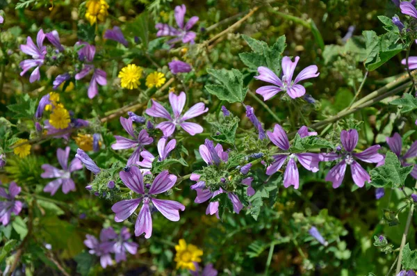 Primo Piano Della Fioritura Lavatera Cretica Piccolo Malva Albero Che — Foto Stock