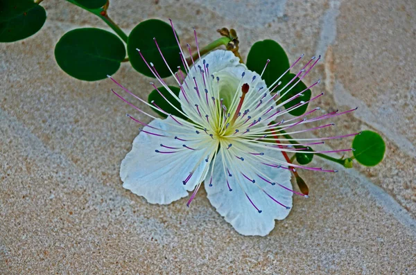 Close Myrtus Communis Mediterranean Garden — Stock Photo, Image