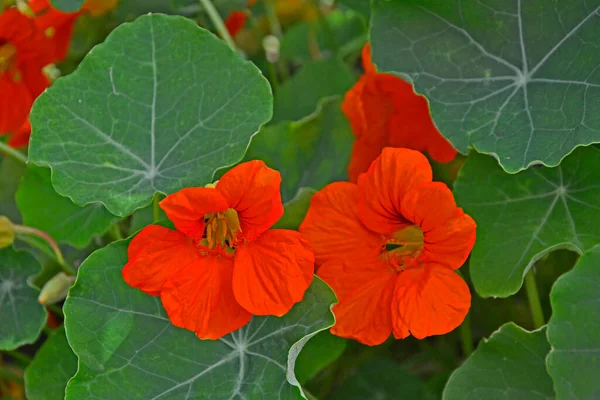 Närbild Röda Blommor Nasturtiums Tropaeolum Stockbild