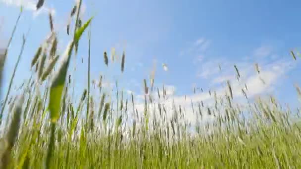 Bir güzel buğday alanı. Kuvvetli rüzgar. Kırsal alan — Stok video