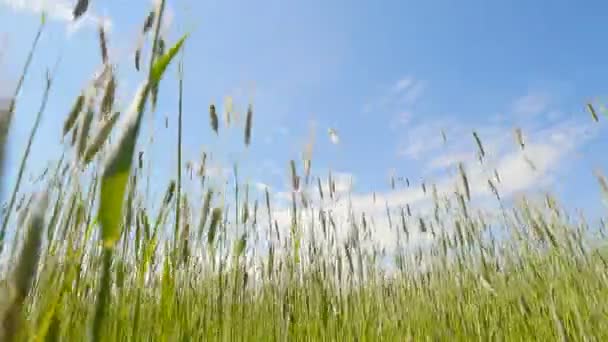 Um belo campo de trigo. Vento forte. Zona rural — Vídeo de Stock