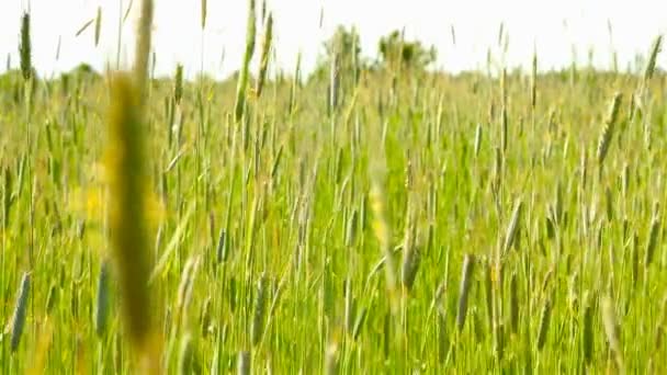 Close-up de trigo verde. Atrasado no tiro. Zona rural — Vídeo de Stock