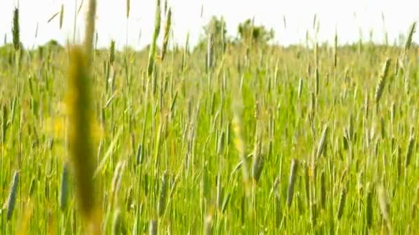 Primer plano del trigo verde. Retraso en el disparo. Zona rural — Vídeos de Stock