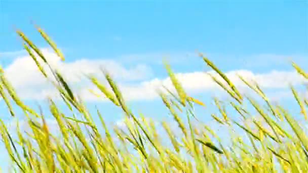 Güçlü rüzgar alanında. Buğday sallanan. Mavi gökyüzü. Güzel kırsal manzara — Stok video