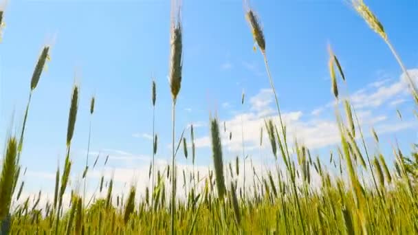 Vackra fält med vete. Blå himmel. Landsbygd — Stockvideo