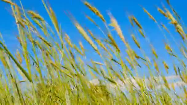 Trigo amarillo. Viento fuerte. Cielo azul. Zona rural — Vídeos de Stock