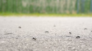 Karıncalar yeşil bir arka plan ile. Ağır çekim, makro
