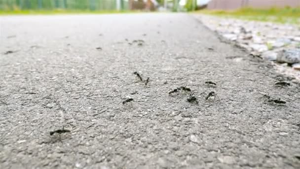 La caméra se déplace sur les fourmis. Gros plan, macro. Mouvement lent — Video